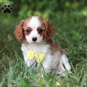 Mickey, Cavalier King Charles Spaniel Puppy